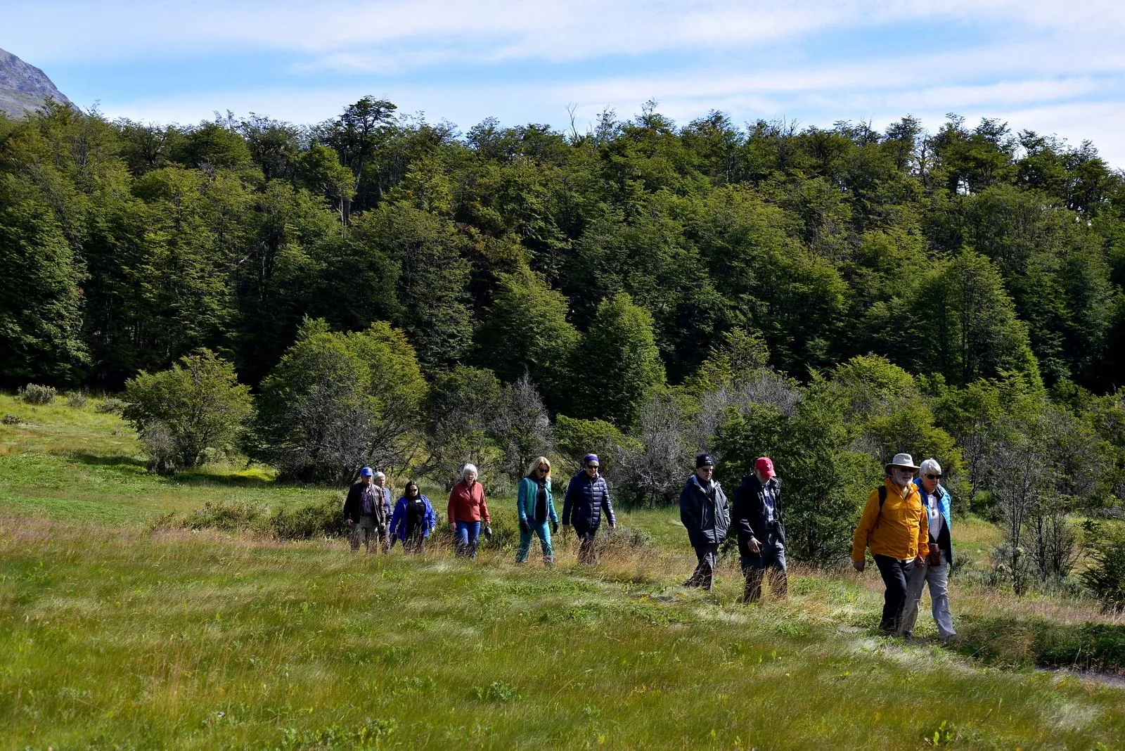 Group walking through a meadow at the forest edge