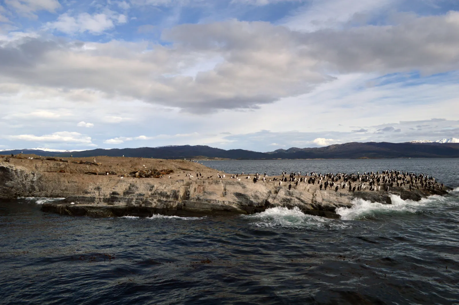 Cormorant colony on a rocky island in the Beagle Channel