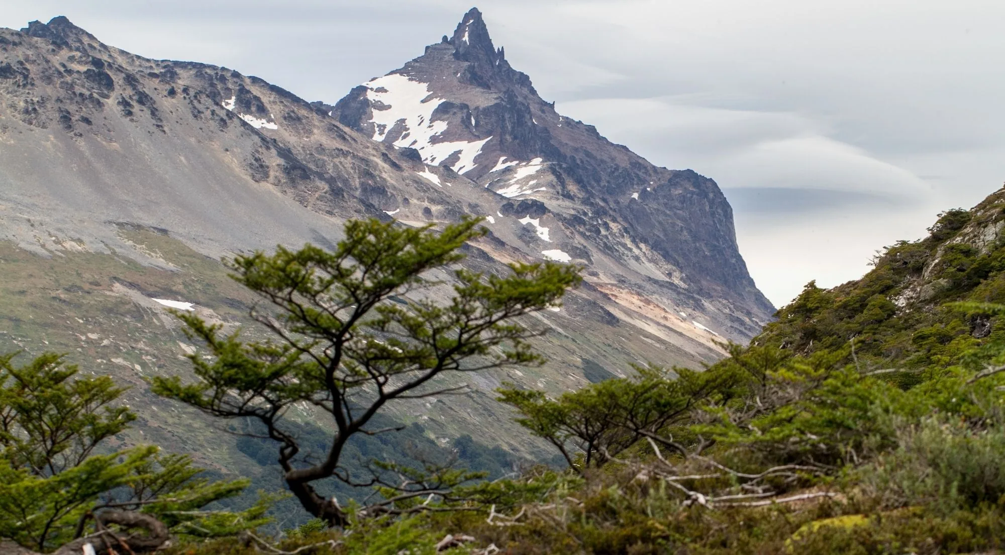Lone southern beech tree on a slope in front of a sharp rocky peak streaked with snow